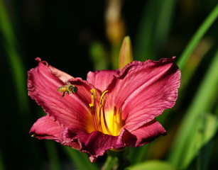 Garten,Lilie,Taglilie