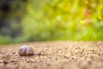 Roman snail (Helix pomatia) crossing the road in the forest