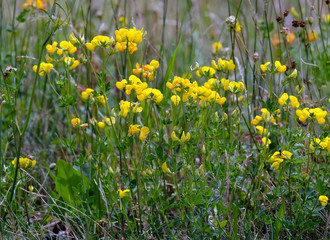 Gewöhnlicher Hornklee