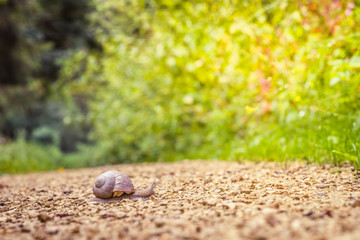 Roman snail (Helix pomatia) crossing the road in the forest
