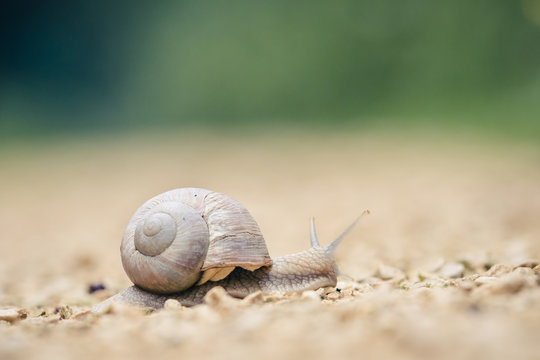 Roman snail (Helix pomatia) crossing the road in the forest