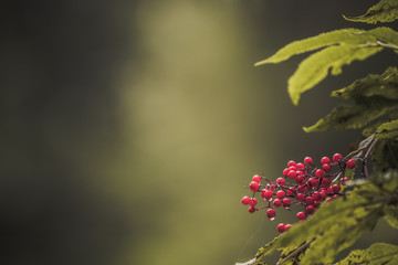 Red berries in a dark autumn forest, background concept, soft focus, warm tones