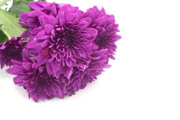 beautiful purple chrysanthemum flowers at the market in Thailand, with copy space