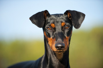 Deutscher Pinscher