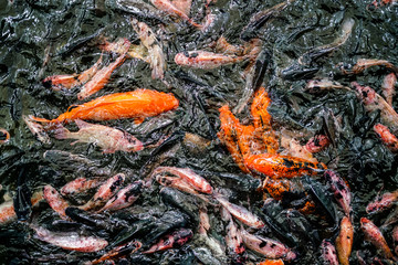 Carp are swimming in above water surface.