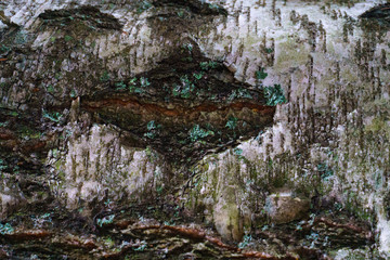 Birch bark texture background