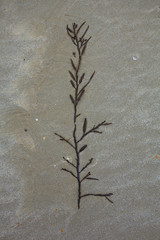 Pflanze im Sand - 214618828