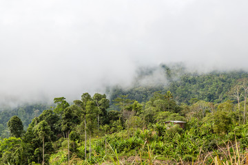 Panoramic view over primary and secondary forest in Sabah, Malaysia