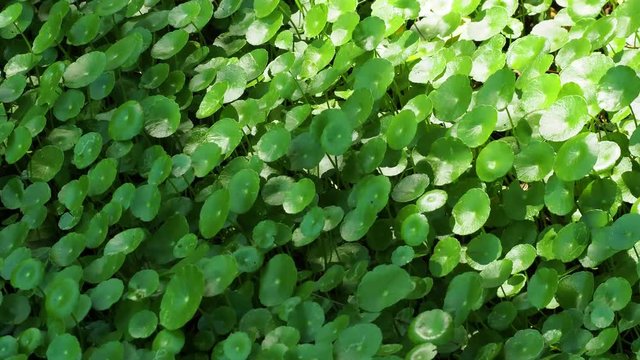 asiatic pennywort green