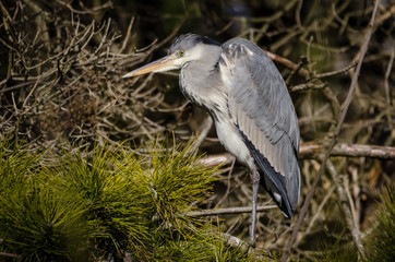 Grey Heron