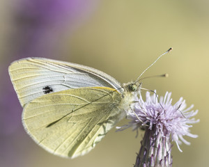 Cabbage White Butterfly