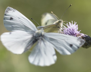 Cabbage White Butterfly