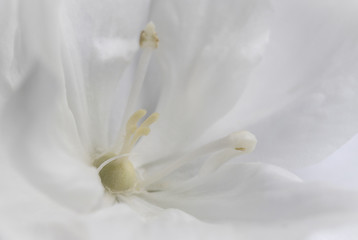 White Stock Flower