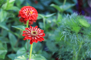 Rote Zinnien im Bauerngarten