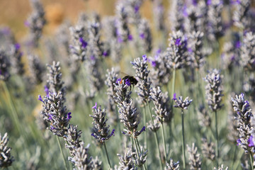 Natur- und Artenschutz: Gartengestaltung mit einem Lavendelfeld für die Bienen zur Nektarsuche