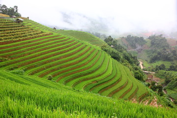 Fototapeta na wymiar rice terrace on high land in SAPA VIETNAM