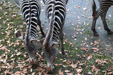 Zebra Tier abgrasen