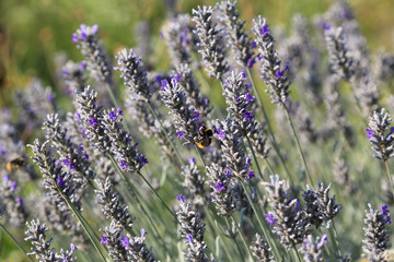 Natur- und Artenschutz: Lavendel im Garten als Nektarquelle zum Schutz und Erhalt der Bienen