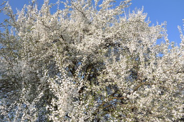 Baum blühen weiß