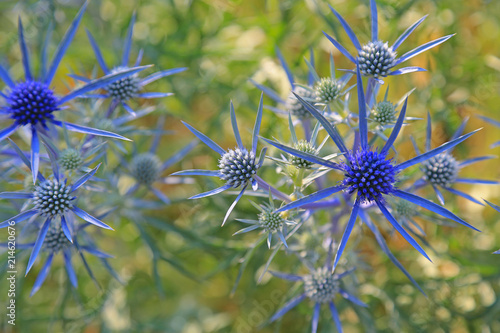 Biene Im Lavendelfeld Stock Photo And Royalty Free Images On