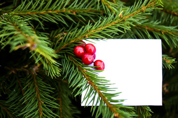 White square greeting card for the Christmas holidays . Spruce branches , cones and red berries. Space for text.