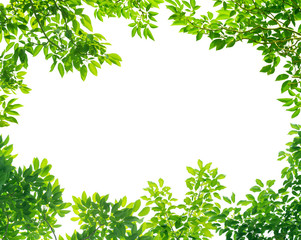 Obraz premium Rama zieleń opuszcza na białym tle z centrum przestrzenią