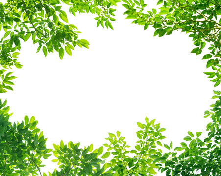Frame of Green leaves on white background with center space