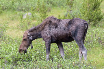 Shiras Moose of The Colorado Rocky Mountains - Injured Cow