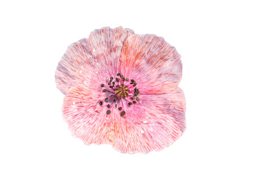 Beautiful poppy flower with rain droplets isolated on a  white background.