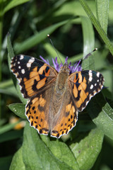 motyl © Henryk Olszewski