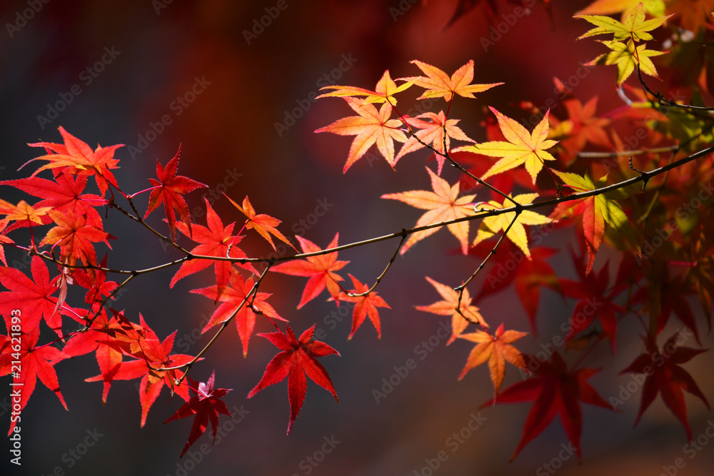 Wall mural autumn season maple leaves and branches in the garden.
