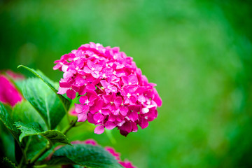     Rose hydrangea bushes bloom in the garden 