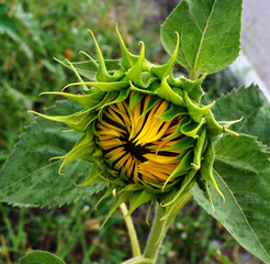 The half-open sunflower under the first drops of rain, washing away the dust from its leaves macro