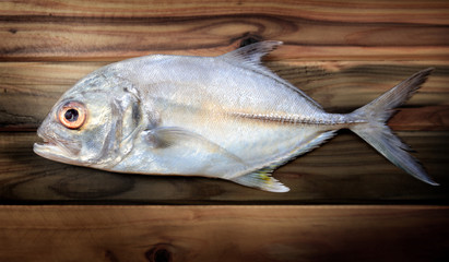Fresh bigeye trevally fish.