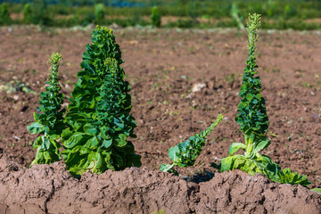 Geschossener Salat im Detail