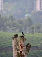 bird on tree