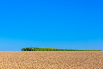 Maisfeld und Getreidefeld im Sommer