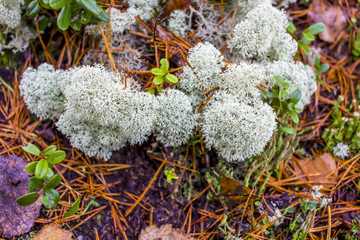 White Moss autumn forest background. Nature of the North of Europe, Karelia.