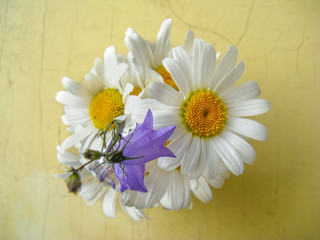 Obraz premium A small, fresh, natural, natural, simple bouquet of chamomiles and bells.