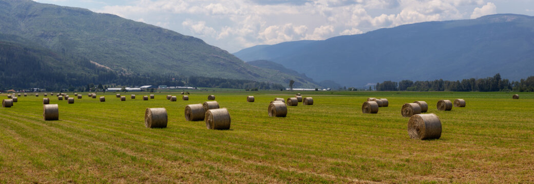 Haystack In A Farm Field During A Vibrant Sunny Summer Day. Taken In Salmon Arm, British Columbia, Canada.