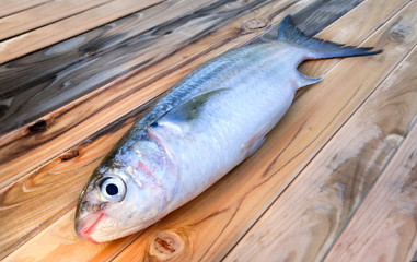 Fresh diamond scaled grey mullet fish.