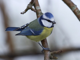 Eurasian blue tit (Cyanistes caeruleus)