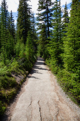Fototapeta premium Path in the wilderness during a vibrant sunny summer day. Taken on the way to Peyto Lake, Banff National Park, Alberta, Canada.