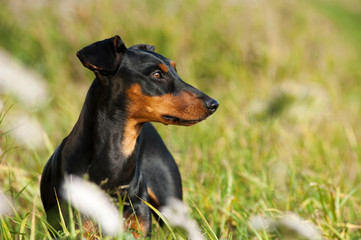 Deutscher Pinscher im Schilf