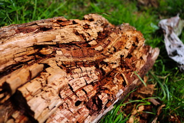 Zerfallenes Holz