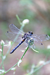 Blue Black Dragonfly with Spotted Transparent Delicate Wings Perched on White Flower Against Soft White Light Background