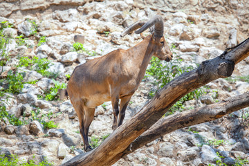 goat on the branch