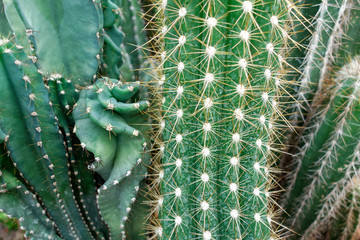 A cactus (plural: cacti, cactuses, or cactus) is a member of the plant family Cactaceae.