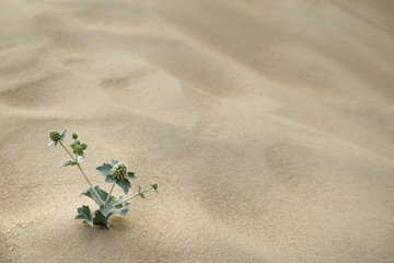 sand texture - background