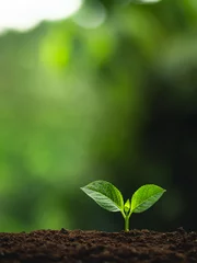 Foto op Plexiglas Plant a tree Natural tree Green backgroun seedlings in nature © artrachen